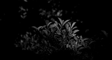garden 2025.01 dt bw