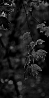 red.leaves.2025.05 dt bw (1)