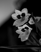 orchideae.2025.04 dt bw
