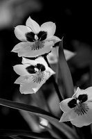 orchideae.2025.06 dt bw