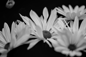 chrysanthemum 2025.03 dt bw