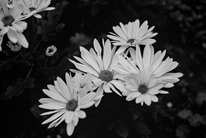 chrysanthemum 2025.04 dt bw