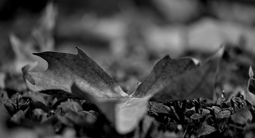 leaves 2025.06 dt bw