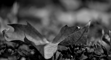leaves 2025.07 dt bw